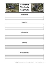 Steckbriefvorlage-Teichralle.pdf